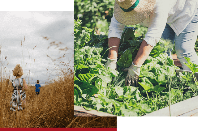 Stacked image: Bottom Image: Sister and brother facing away from the camera walking through a field of wheat. Top Image: Person in sunhat gardening.